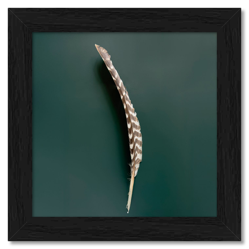 Feather