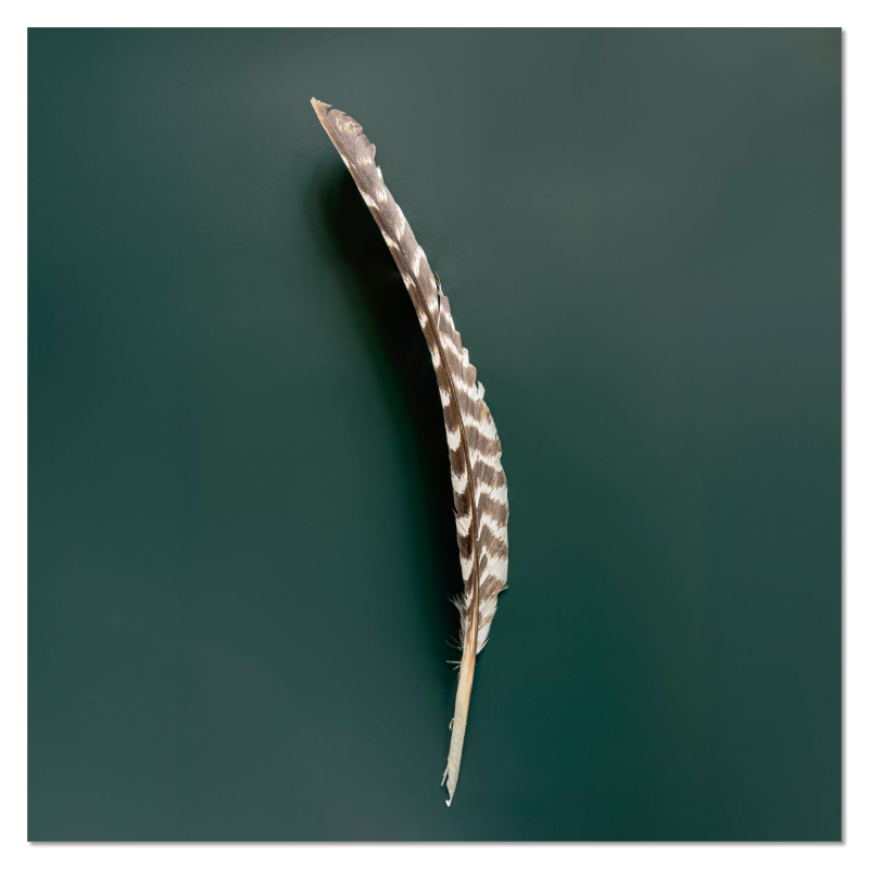 Feather