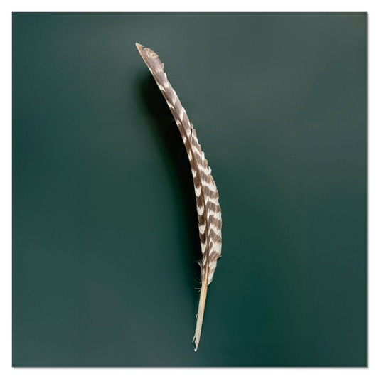 Feather