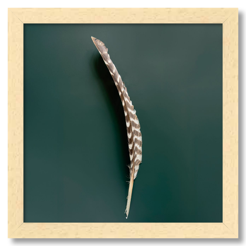 Feather